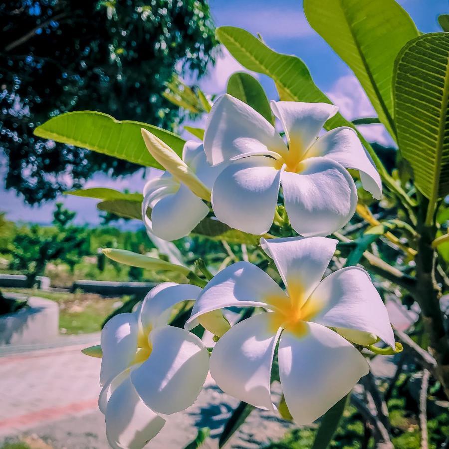 La Plumerias โมอัลโบอัล ภายนอก รูปภาพ